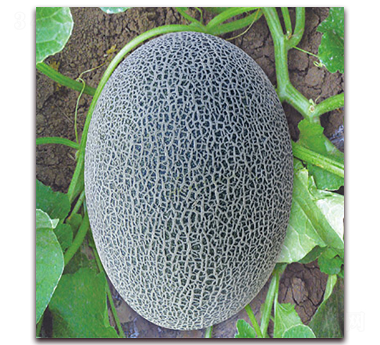 ���@17̖-��ϷN��-����