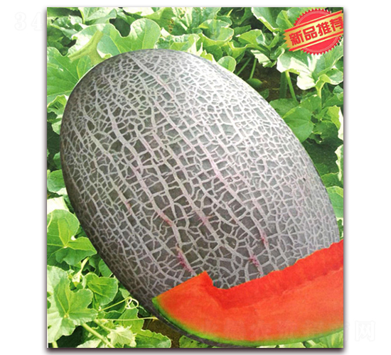 ѩͮ��̖(h��o)-��ϷN��-����