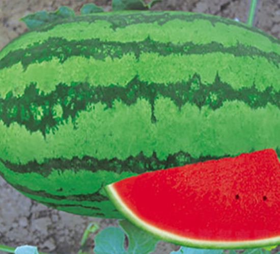 ���r(n��ng)��̖-���ϷN��-����