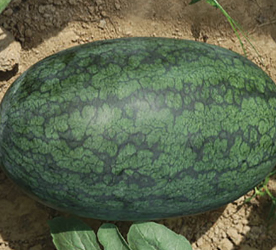 ������-���ϷN��-����