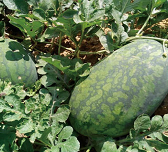 �����L��-���ϷN��-����