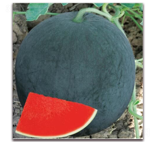 ����һ̖-���ϷN��-����