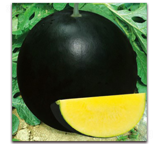 ��ɳ��-���ϷN��-����