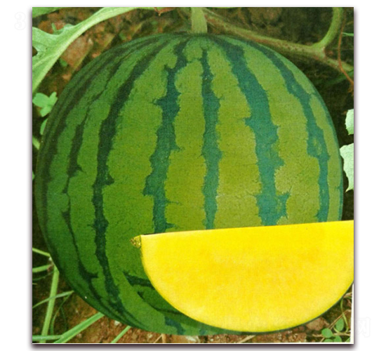 ����-���ϷN��-����