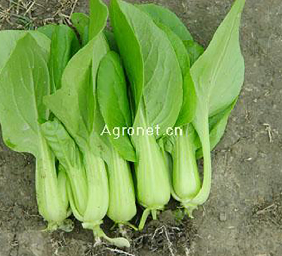 �Ϻ����uë��-�๣�˷N��-�d�G�N��