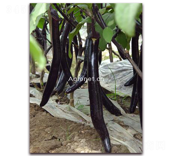 �d�G�L��-���ӷN��-�d�G�N��