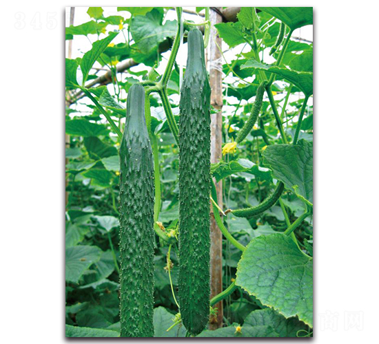 ����4̖(h��o)-�S�ϷN��-��ľ�N��