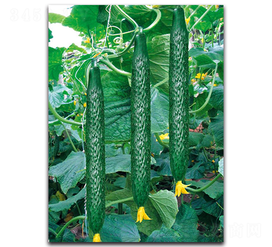 ����2̖(h��o)-�S�ϷN��-��ľ�N��