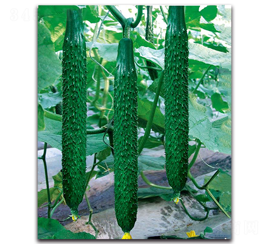 ����1̖(h��o)-�S�ϷN��-��ľ�N��