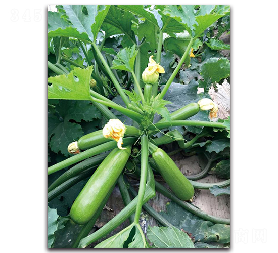 �ۿ�1601-�����J�N��-��ľ�N��