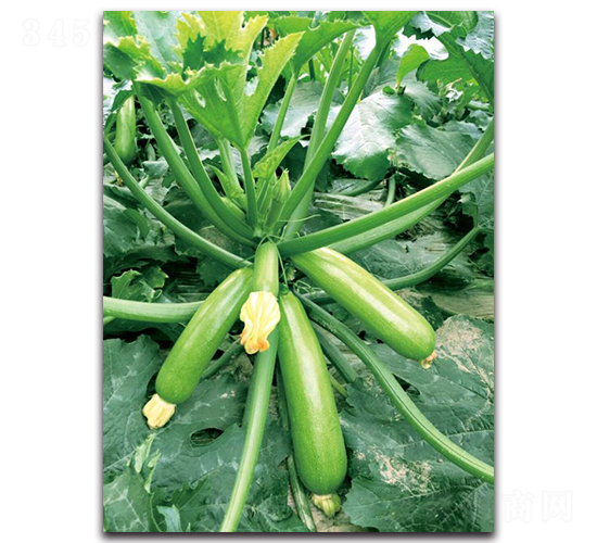 �ۿ�1507-�����J�N��-��ľ�N��