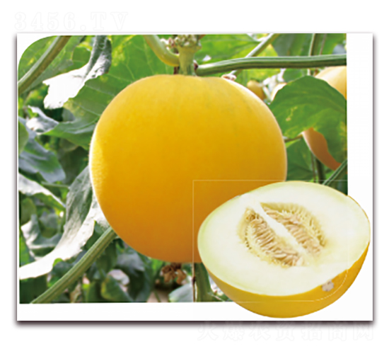 ����1̖(h��o)-��ϷN��-��ľ�N��