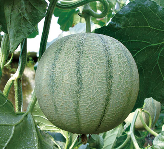 ����-��ϷN��-��ľ�N��