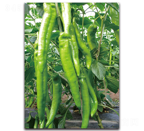 �L��-�����N��-��ľ�N��