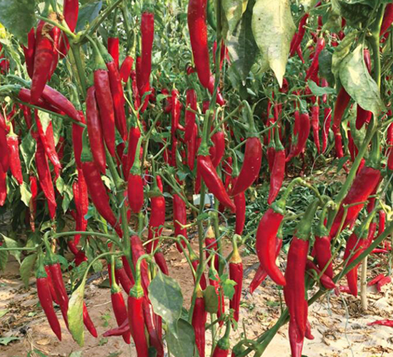 �GӰ-�����N��-��ľ�N��