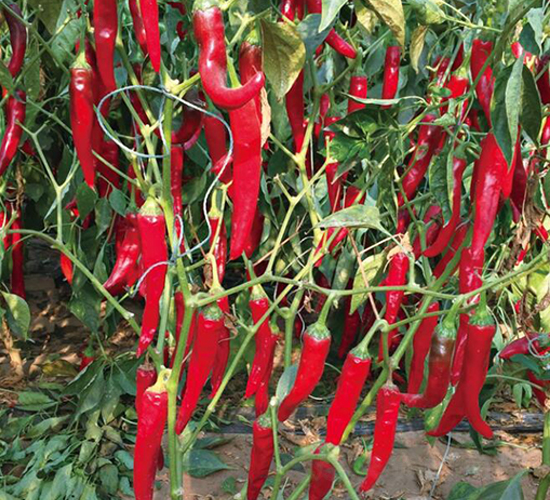 �G�-�����N��-��ľ�N��