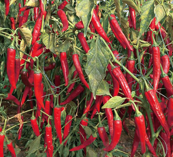 �o��-�����N��-��ľ�N��