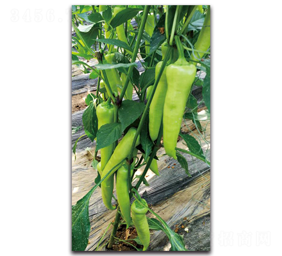 ����-�����N��-��ľ�N��