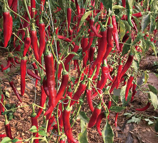 ����-�����N��-��ľ�N��