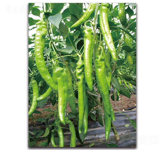 �쌚-�����N��-��ľ�N��