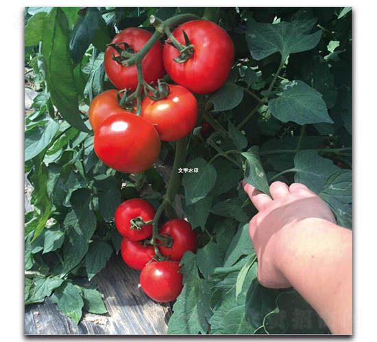 �Ќ�4̖(h��o)-���ѷN��-��ľ�N��