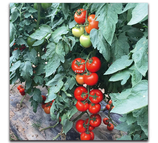 �Ќ�3̖(h��o)-���ѷN��-��ľ�N��