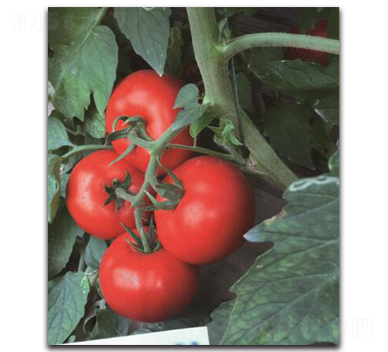 �Ќ�2̖-���ѷN��-��ľ�N��