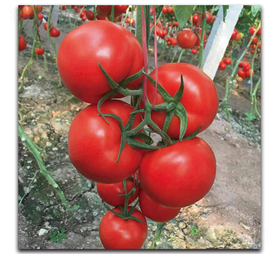 �Ќ�-���ѷN��-��ľ�N��