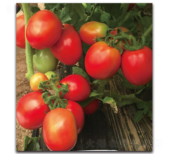 ����JT9345-���ѷN��-��ľ�N��