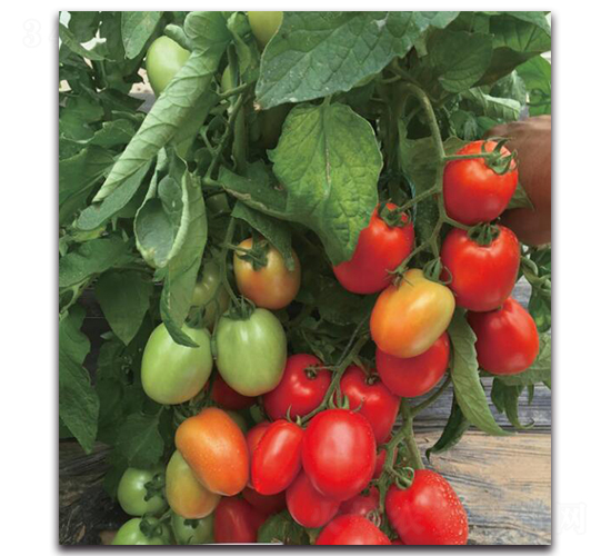 ����JT507-���ѷN��-��ľ�N��