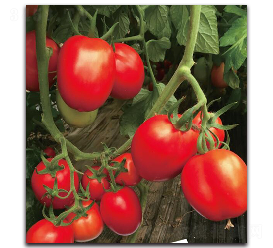 ����JT503-���ѷN��-��ľ�N��