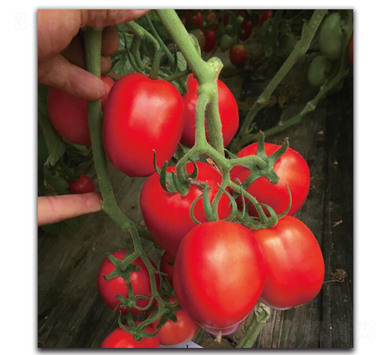 ����JT501-���ѷN��-��ľ�N��