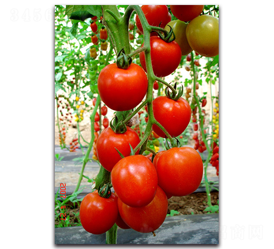 ����-���ѷN��-��ľ�N��