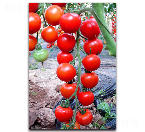 �t����-���ѷN��-��ľ�N��