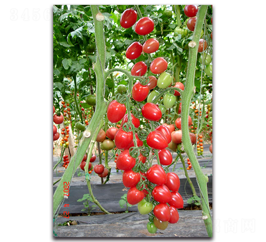 ��С��-���ѷN��-��ľ�N��