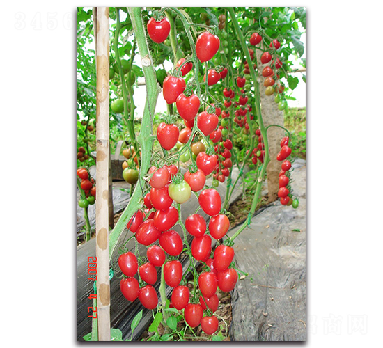 ��С��-���ѷN��-��ľ�N��