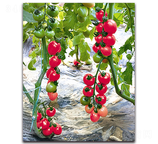 ����Ů-���ѷN��-��ľ�N��