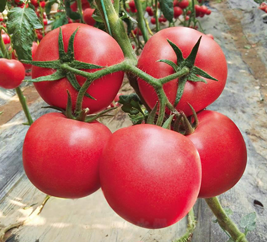 ������-���ѷN��-��ľ�N��