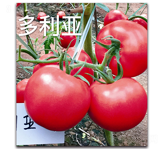 ������-���ѷN��-��ľ�N��