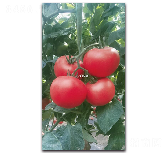 ����T126-���ѷN��-��ľ�N��