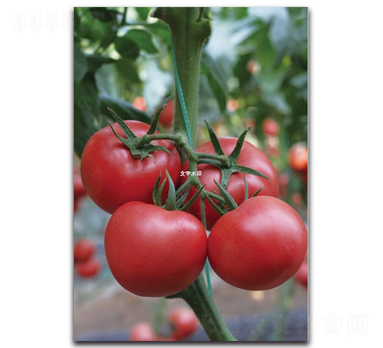 ����13̖-���ѷN��-��ľ�N��