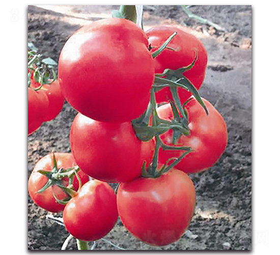 ����9̖-���ѷN��-��ľ�N��