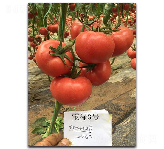 ����3̖-���ѷN��-��ľ�N��