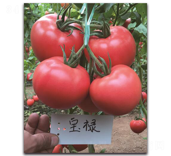 ����-���ѷN��-��ľ�N��