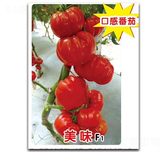 ��ζF1-���ѷN��-ʢ���N�I(y��)