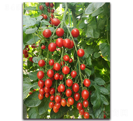 �h��99-���ѷN��-ʢ���N�I(y��)