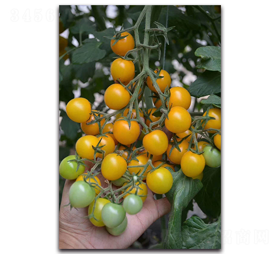 �S����-���ѷN��-ʢ���N�I(y��)