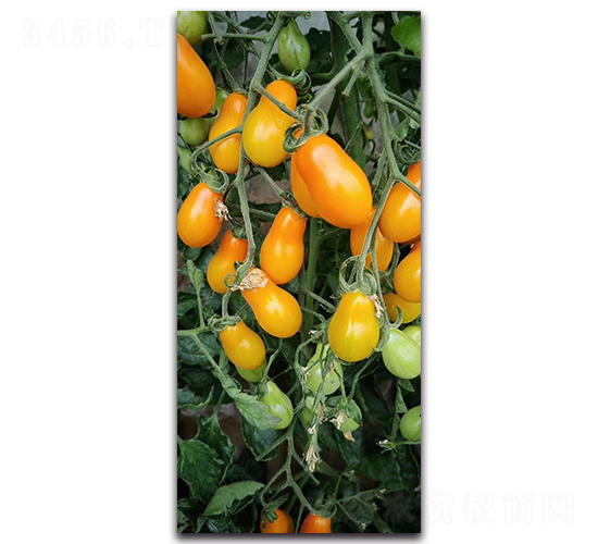 ����������-609-���ѷN��-ʢ���N�I(y��)