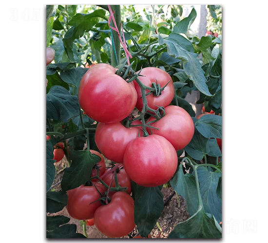 ������-���ѷN��-ʢ���N�I(y��)