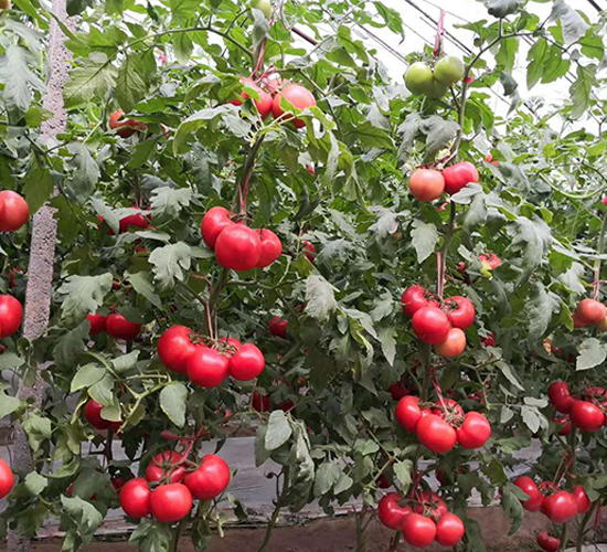 ��������-���ѷN��-ʢ���N�I(y��)